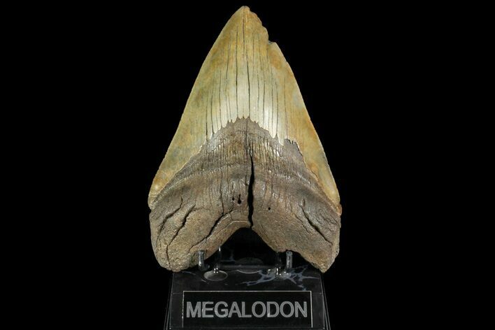 Serrated, Fossil Megalodon Tooth - One Of The Largest We've Had! #156542